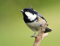121.Sýkora uhelníček (Periparus ater)