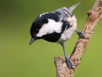 122.Sýkora uhelníček (Periparus ater)