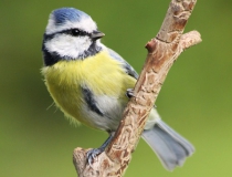 124.Sýkora modřinka (Cyanistes caeruleus)