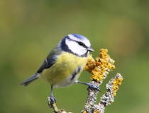 125.Sýkora modřinka (Cyanistes caeruleus)