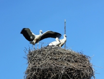 128.Tři stateční (Ciconia ciconia)