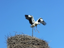 129.Mladý akrobat (Ciconia ciconia)