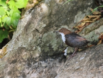 13.Skorec vodní (Cinclus cinclus)