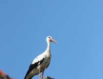 131.Čáp bílý (Ciconia ciconia)