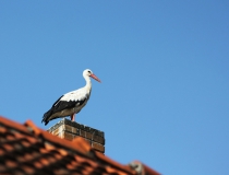 132.Čáp bílý (Ciconia ciconia)