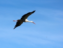 133.Čáp bílý (Ciconia ciconia)