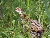 134.Mladý bažantík (Phasianus colchicus)