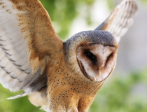 136.Sova pálená (Tyto alba)