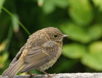 139.Mladá červenka obecná (Erithacus rubecula)