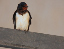 14.Vlaštovka obecná (Hirundo rustica)