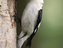140.Samec lejska bělokrkého (Ficedula albicollis)