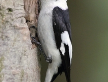 141.Samec lejska bělokrkého (Ficedula albicollis)