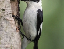 142.Samec lejska bělokrkého (Ficedula albicollis)