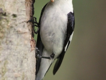 143.Samec lejska bělokrkého (Ficedula albicollis)