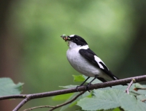 144.Samec lejska bělokrkého (Ficedula albicollis)