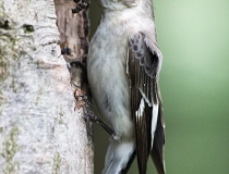145.Samice lejska bělokrkého (Ficedula albicollis )