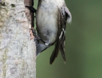 146.Samice lejska bělokrkého (Ficedula albicollis )