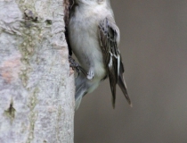 147.Samice lejska bělokrkého (Ficedula albicollis )