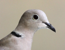 149.Hrdlička zahradní (Streptopelia decaocto)