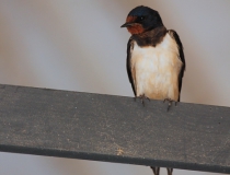 15.Vlaštovka obecná (Hirundo rustica)
