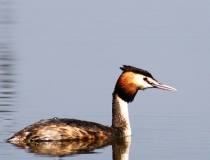 150.Potápka roháč (Podiceps cristatus)
