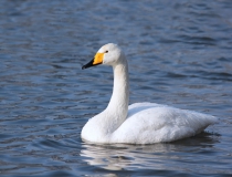 151.Labuť zpěvná (Cygnus cygnus)
