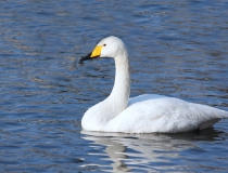 152.Labuť zpěvná (Cygnus cygnus)