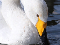 153.Labuť zpěvná (Cygnus cygnus)