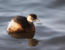 159.Potápka malá (Tachybaptus ruficollis)