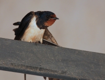 16.Vlaštovka obecná (Hirundo rustica)