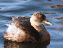 160.Potápka malá (Tachybaptus ruficollis)