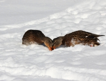 161.Kachny divoké (Anas platyrhynchos)