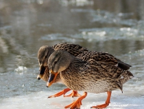 162.Kachny divoké (Anas platyrhynchos)