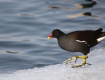 166.Slípka zelenonohá - dospělý pták (Gallinula chloropus)