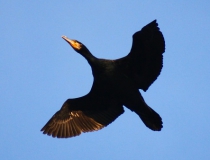 167.Kormorán velký (Phalacrocorax carbo)