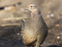168.Bažantí slepice (Phasianus colchicus)