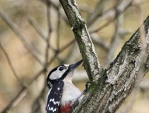 169.Strakapoud velký (Dendrocopos major)