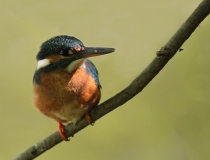 17.Ledňáček říční (Alcedo atthis)