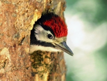 170.Mládě strakapouda velkého (Dendrocopos major)