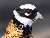 171.Bažant královský (Syrmaticus reevesii)