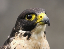 172.Sokol stěhovavý (Falcon peregrinus)