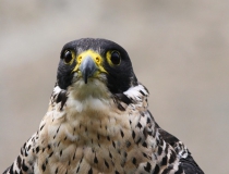 173.Sokol stěhovavý (Falcon peregrinus)