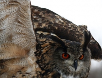 174.Výr velký (Bubo bubo)