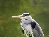 176.Volavka popelavá (Ardea cinerea)