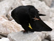 177.Kavče žlutozobé(Pyrrhocorax graculus)