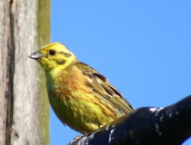 178.Strnad obecný - samec (Emberiza citrinella)