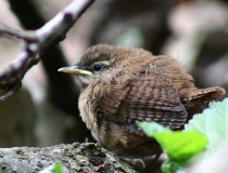 179.Mladý střízlík obecný (Troglodytes troglodytes)