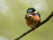 18.Ledňáček říční (Alcedo atthis)