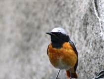 180.Rehek zahradní - samec (Phoenicurus phoenicurus)