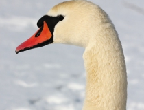 182.Labuť velká (Cygnus olor)